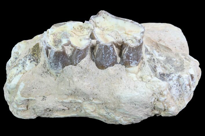 Hyracodon (Running Rhino) Jaw Section - South Dakota #90280